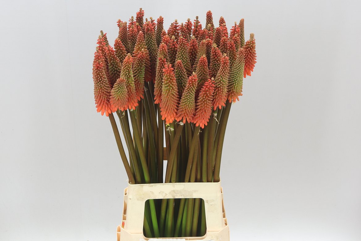 Kniphofia Alcazar
