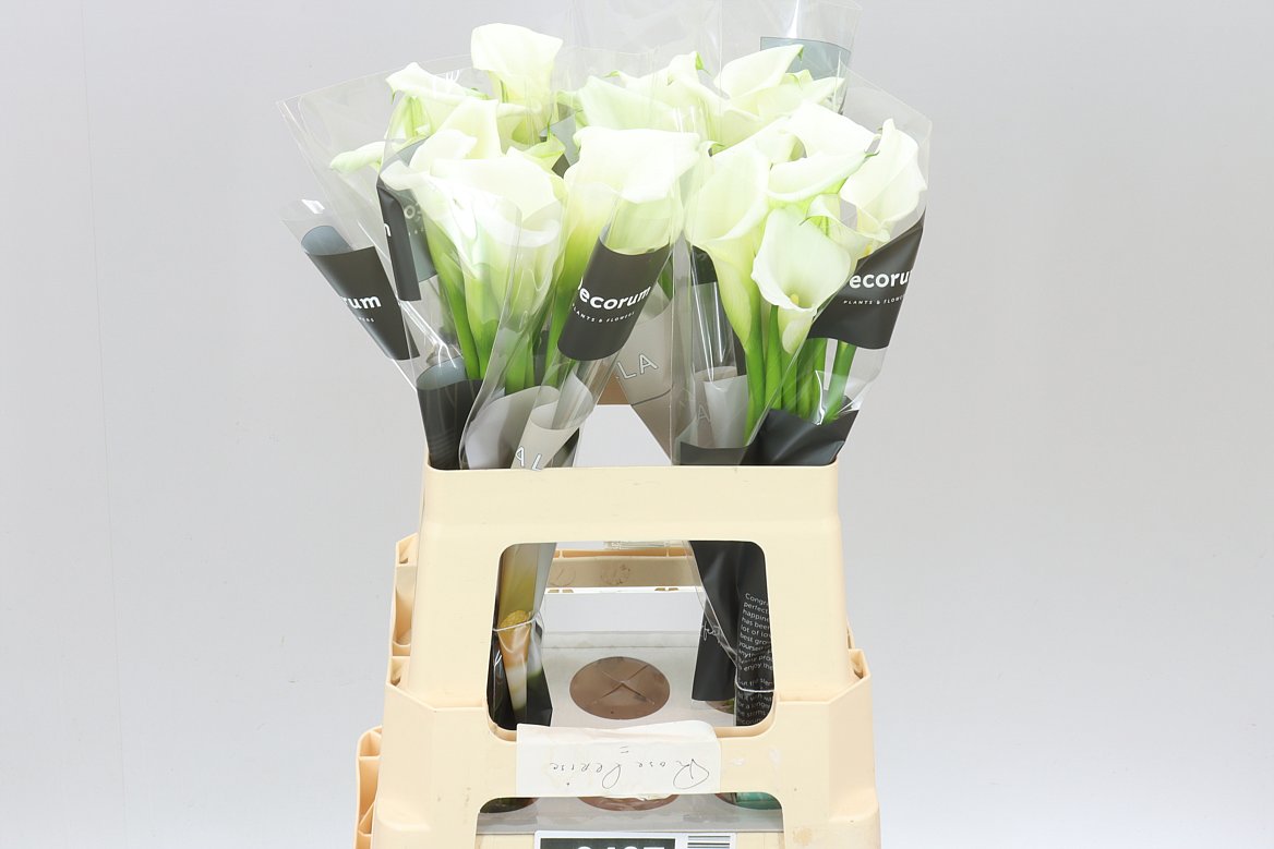 Zant Crystal Blush