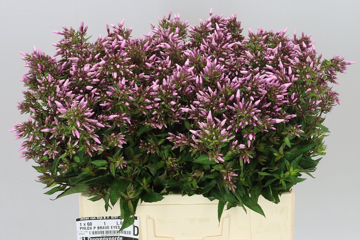 Phlox P Brave Eyes