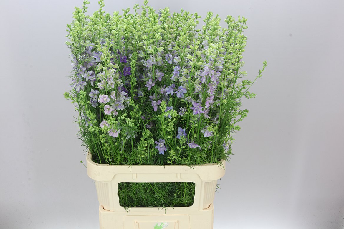 Delph Aj Violet Lilac