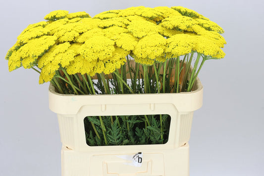 Achillea Parkers Variety