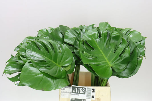 Monstera Leaf