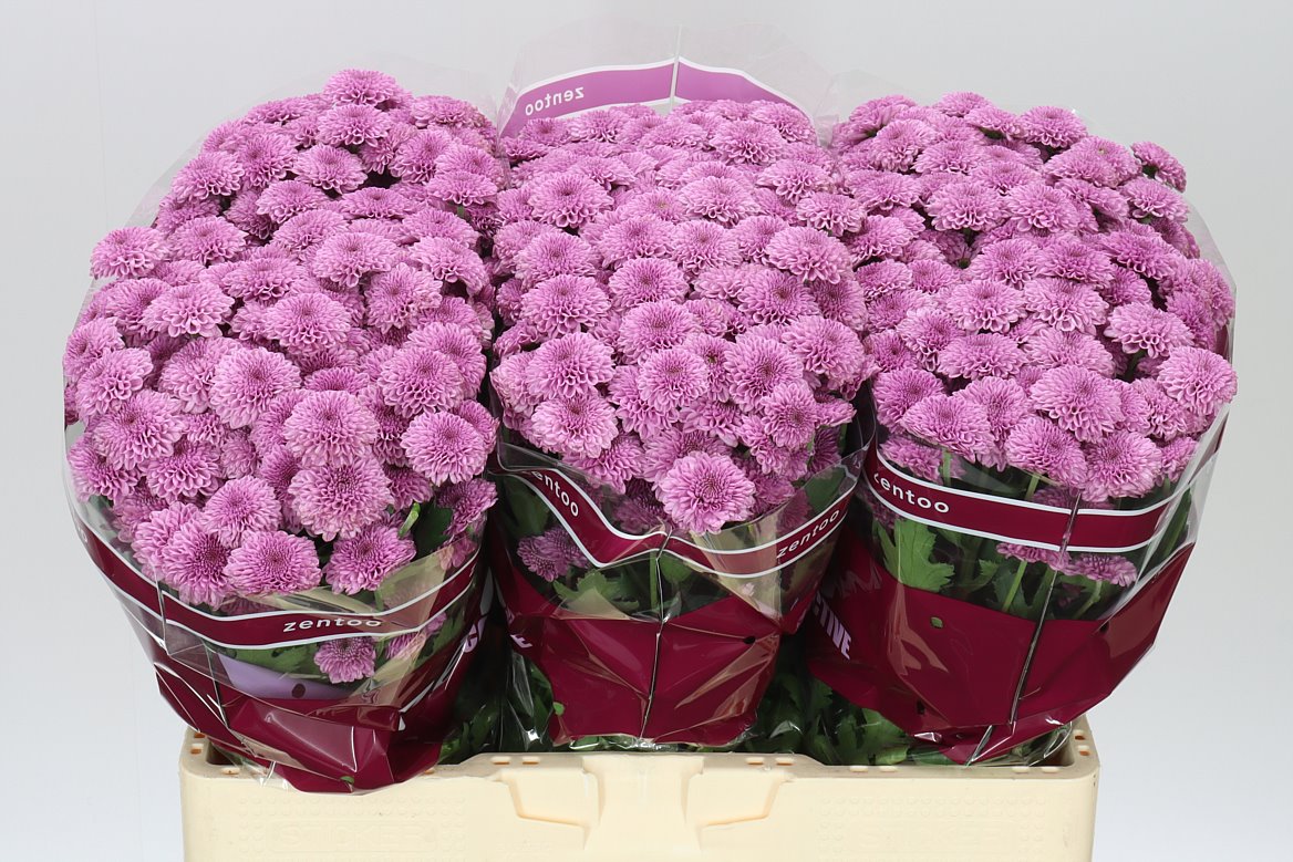 Chr San Kismo Pink