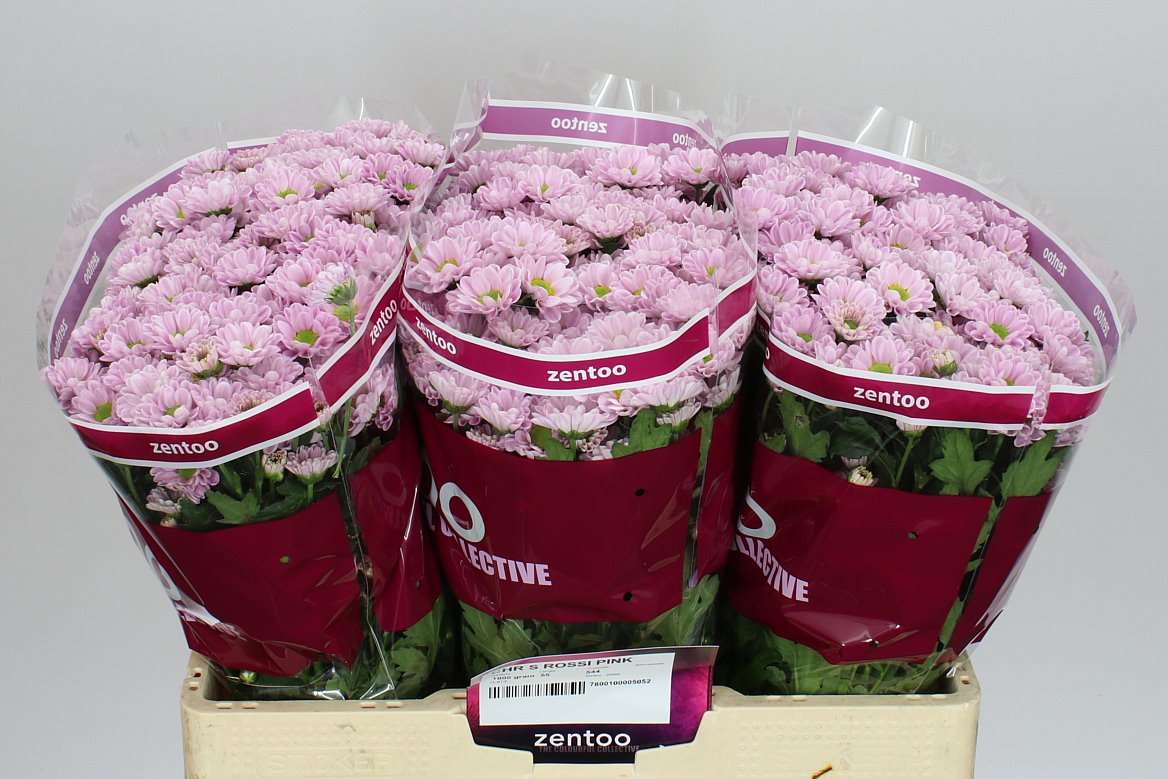 Chr San Rossi Pink