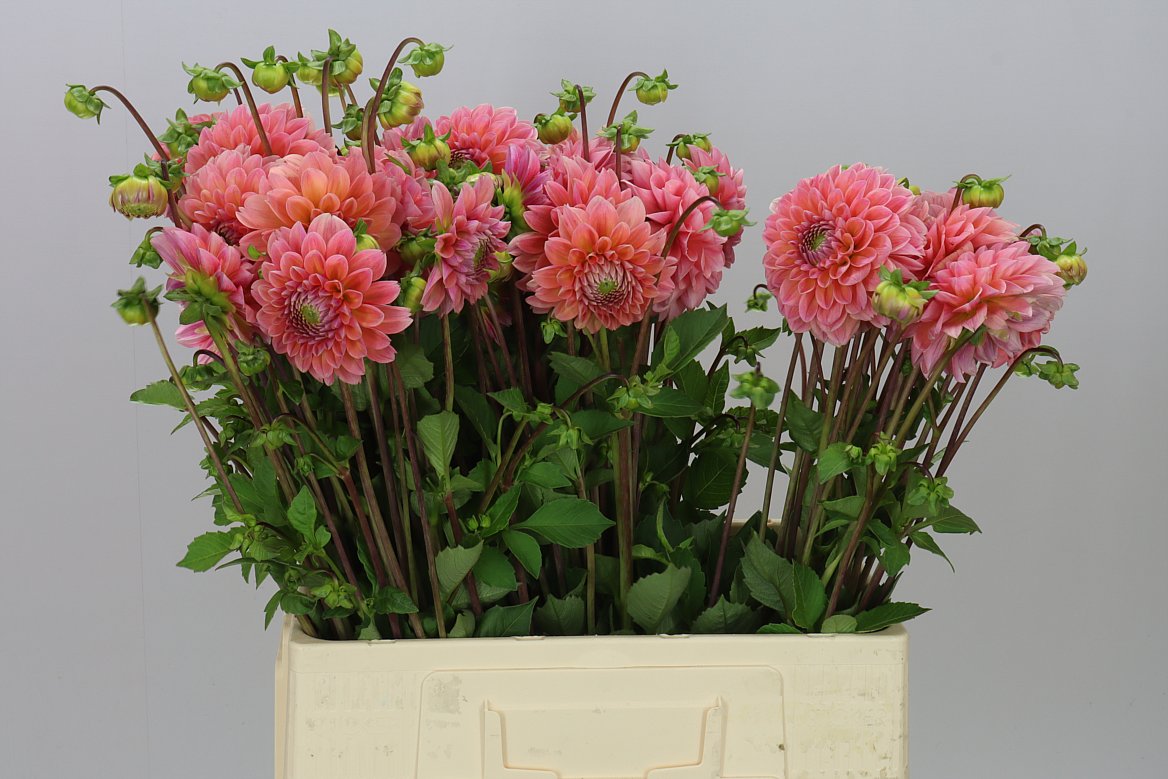 Dahlia Linda S Baby