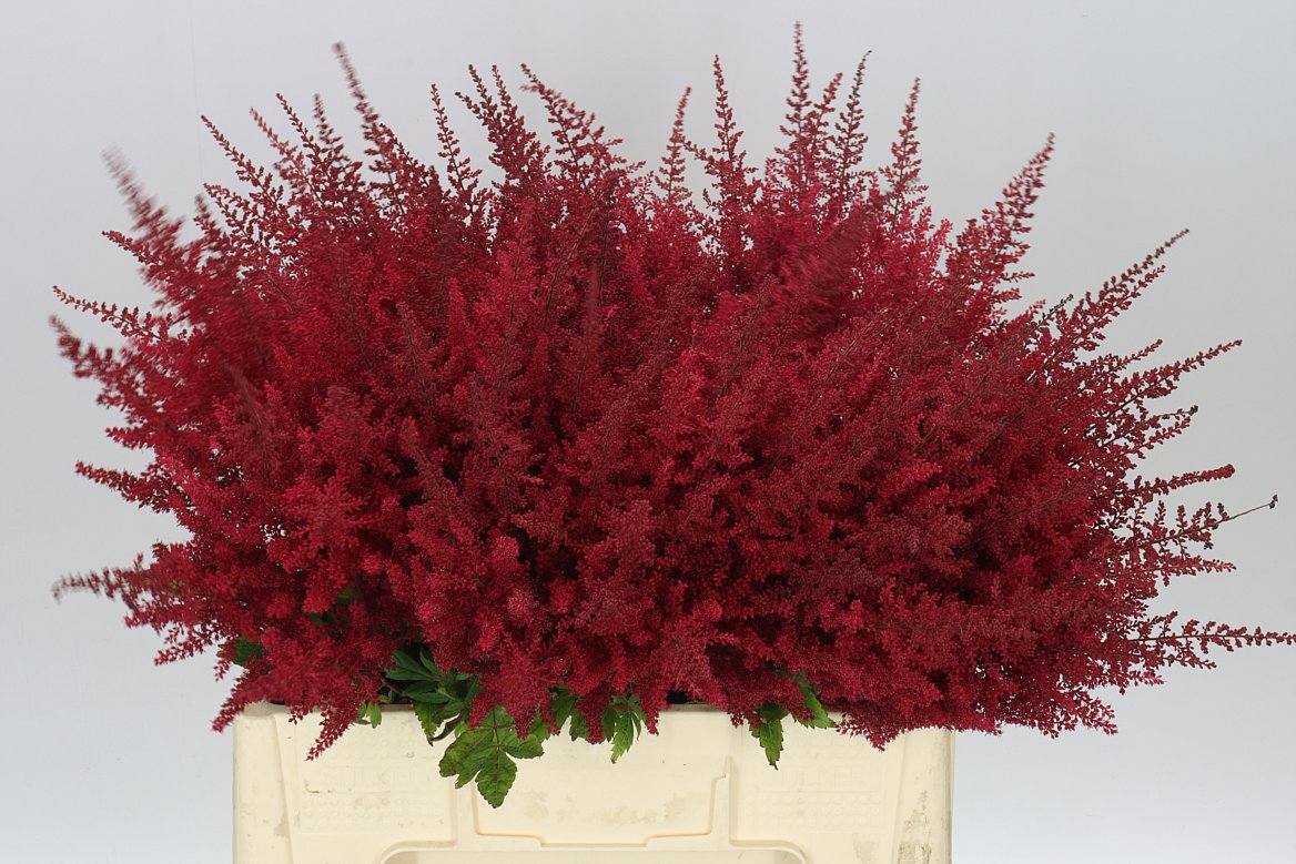 Astilbe Paul Gaarder