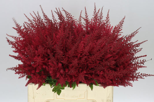 Astilbe Paul Gaarder