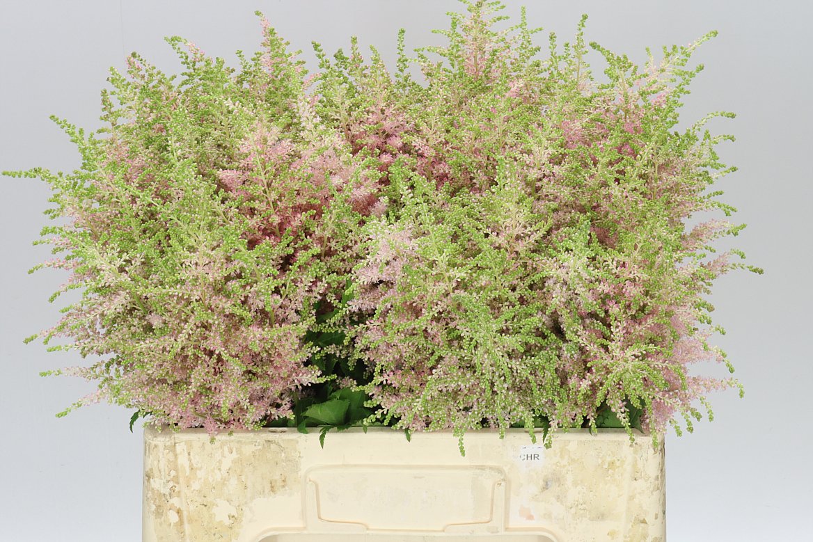 Astilbe Europa