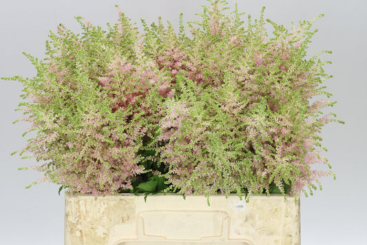 Astilbe Europa