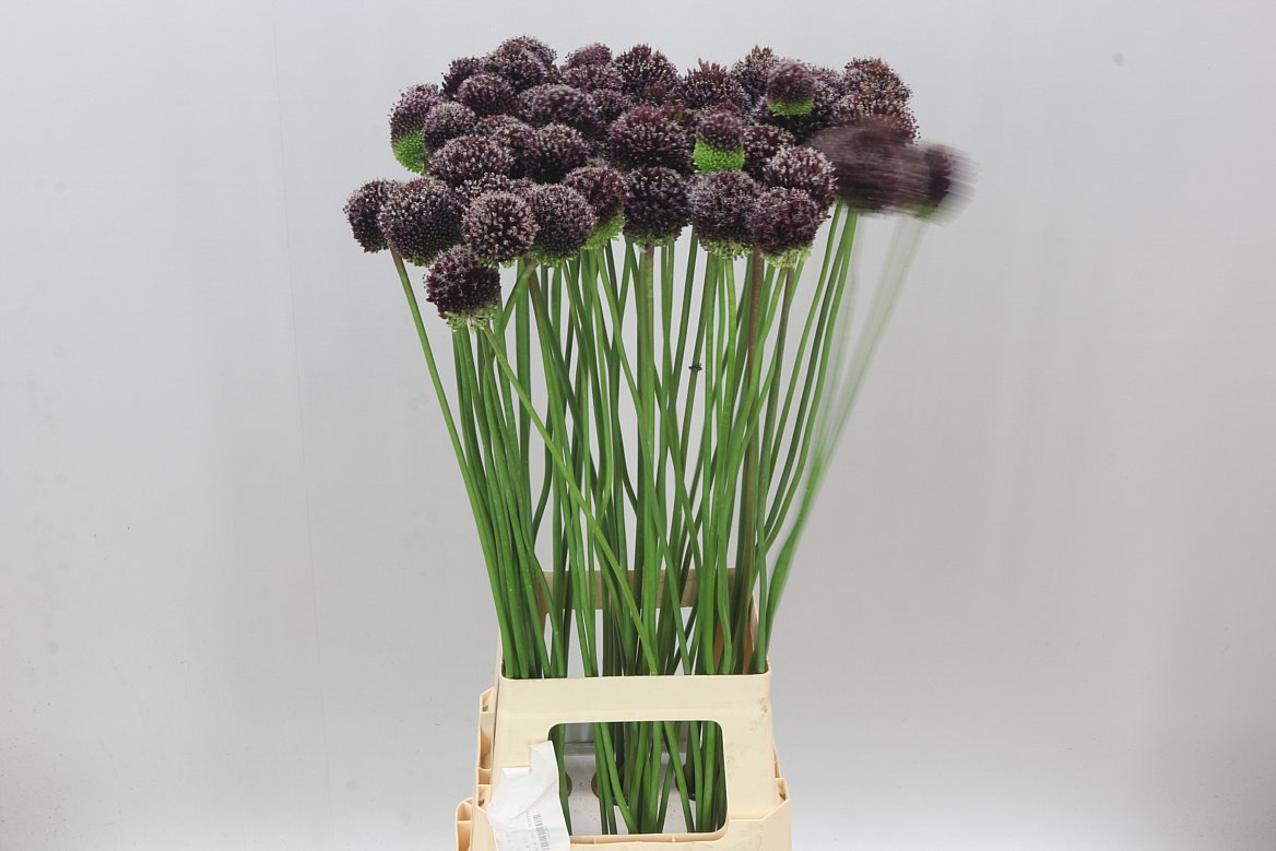 Allium Forelock