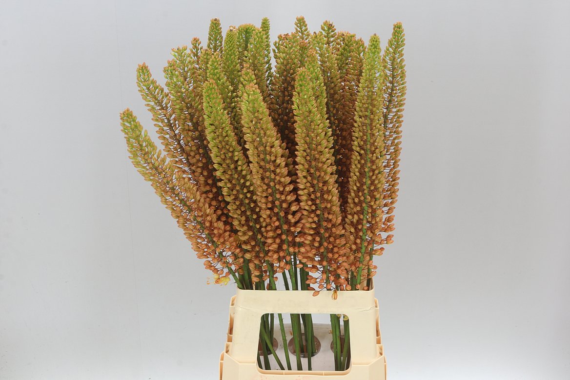 Eremurus Emmy-ro Orange