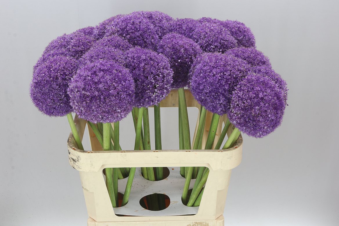 Allium Giganteum