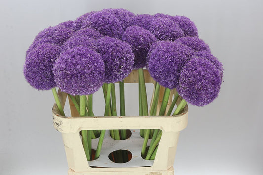 Allium Giganteum