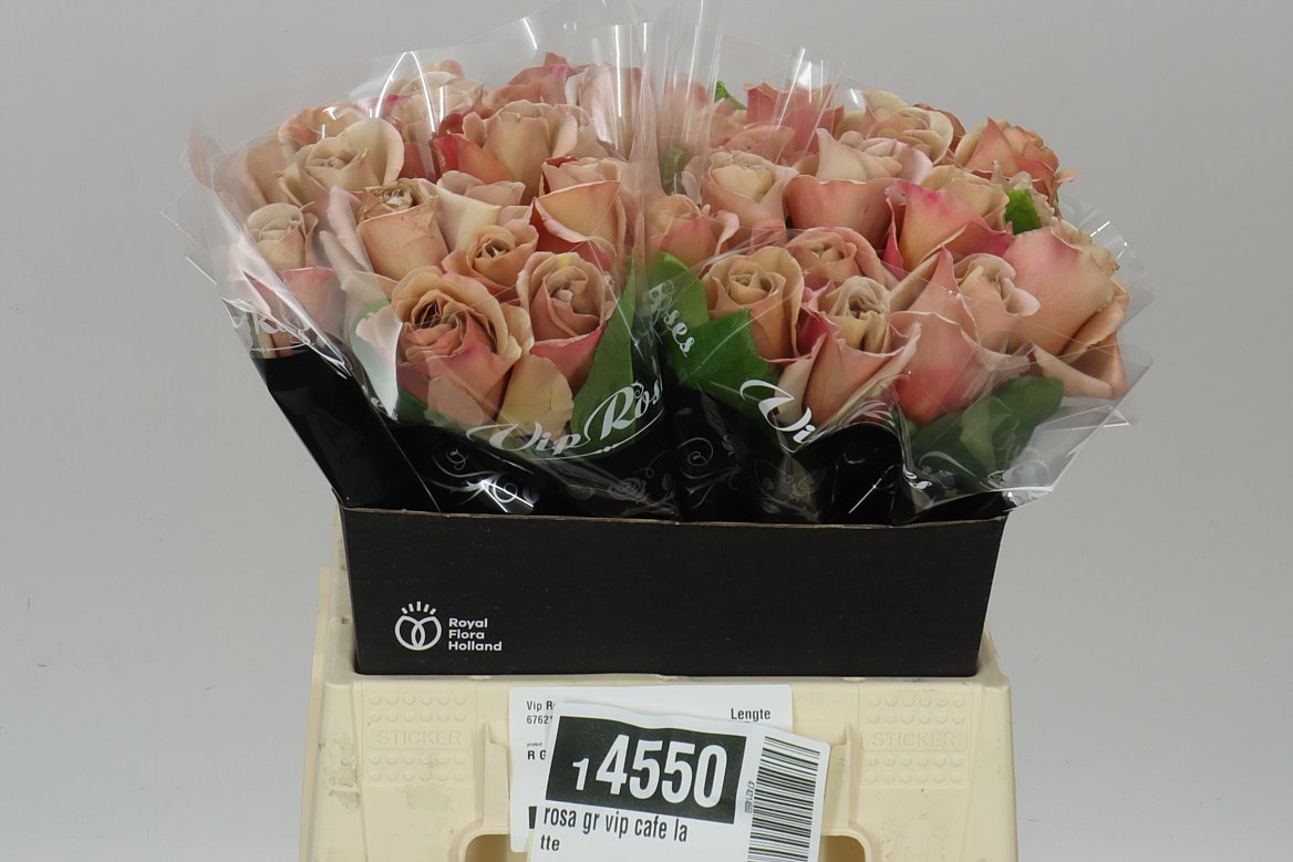 Rosa Gr Vip Cafe Latte