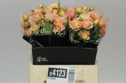 Rosa Tr Shiraz
