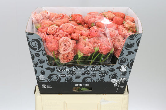 Rosa Tr Bella Trendsetter