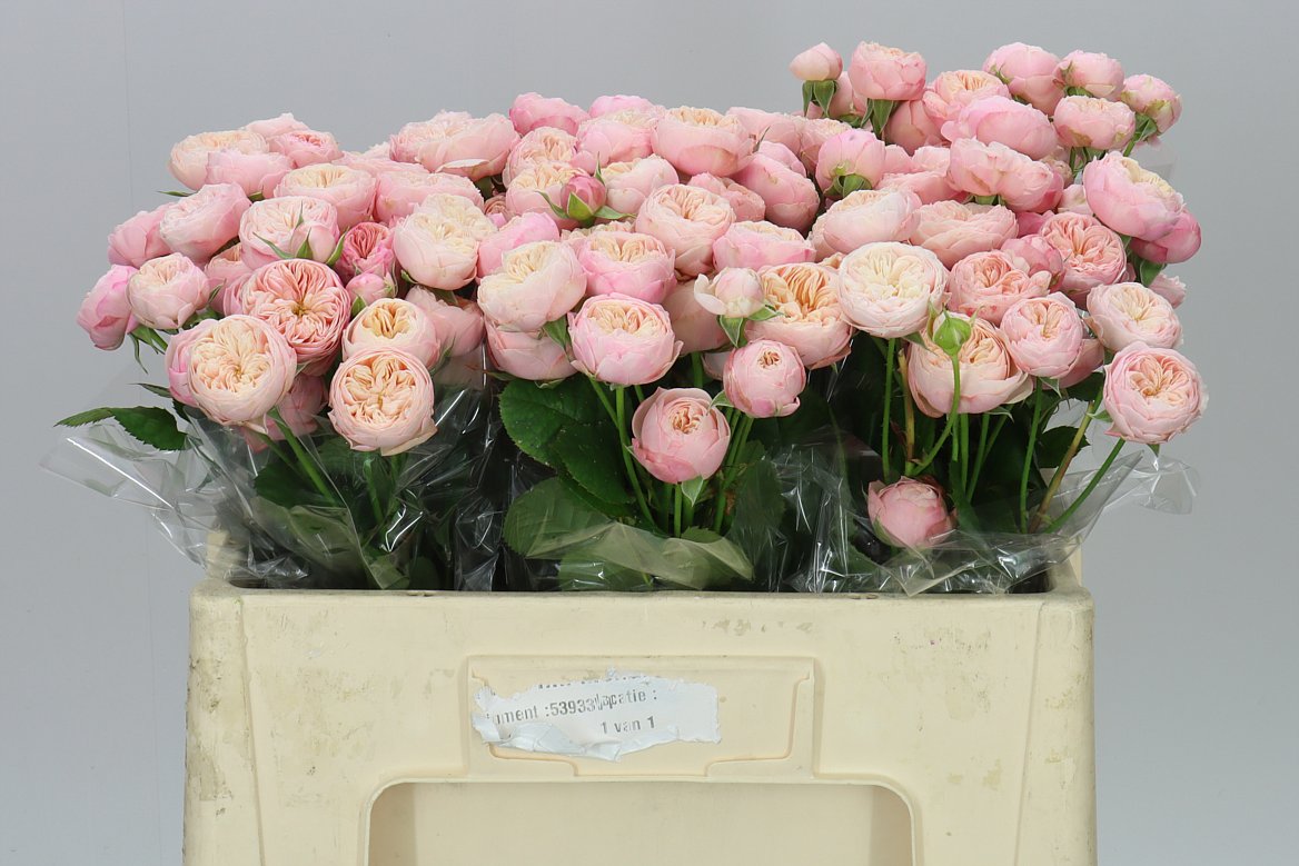 Rosa Tr Royal Blush