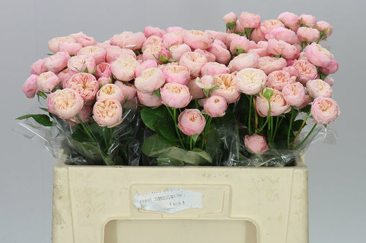 Rosa Tr Royal Blush