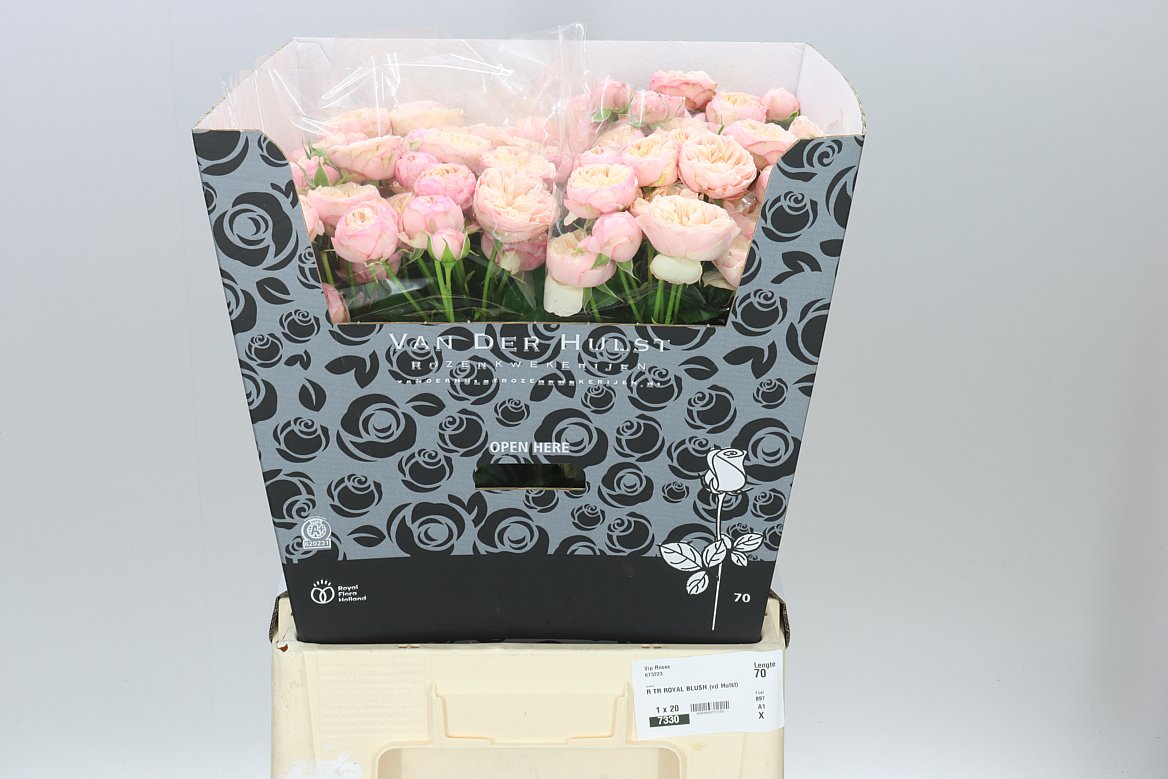 Rosa Tr Royal Blush