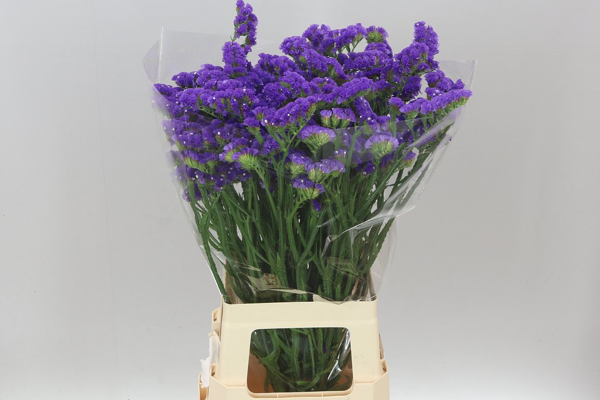 Lim. Statice Blue