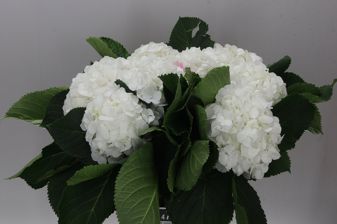 Hyd Verena White