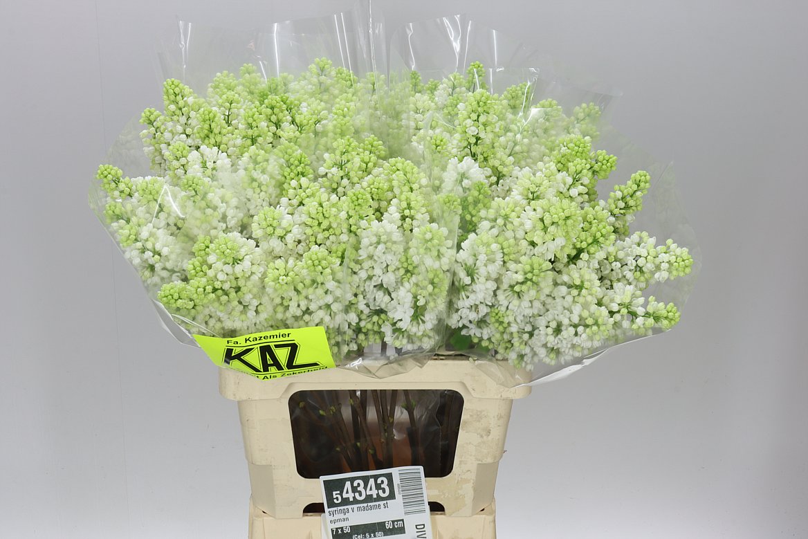 Syringa Stepman