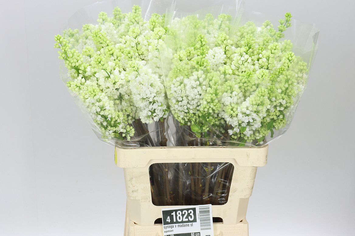 Syringa Stepman