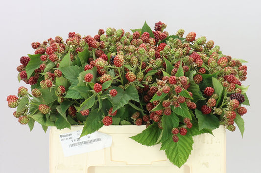 Rubus Chester