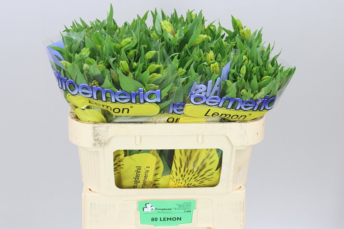 Alstro Lemon
