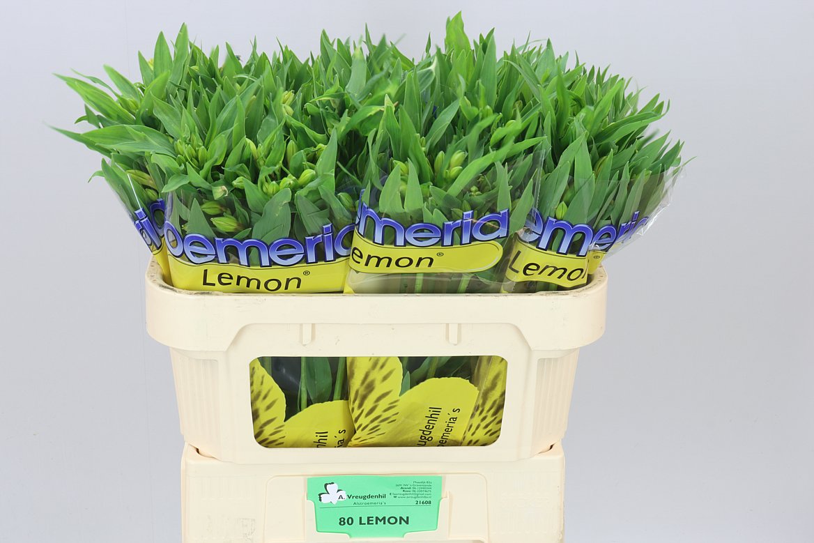 Alstro Lemon