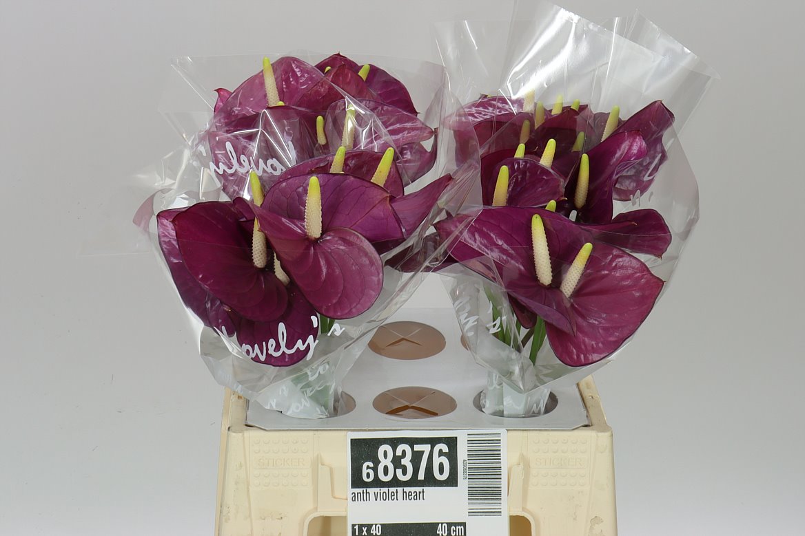 Anth Violet Heart