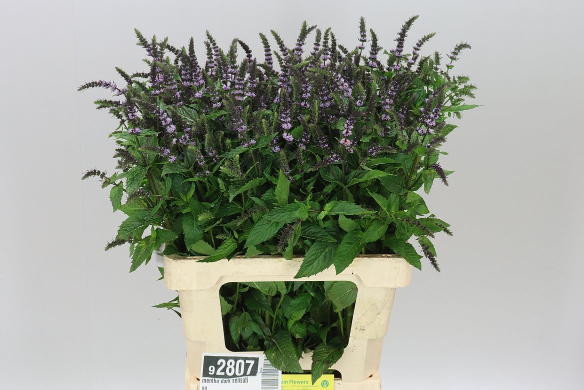 Mentha Dark Sensation
