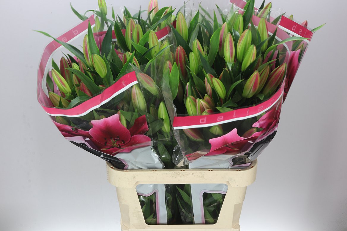 Lil Or Dalian 4+(d.pink)