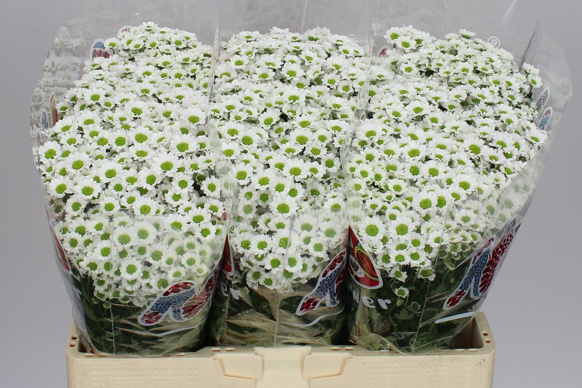 Chr San Madi Lindt White
