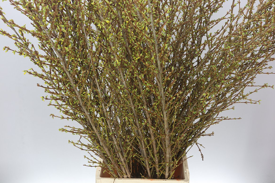 Forsythia Spectabilis