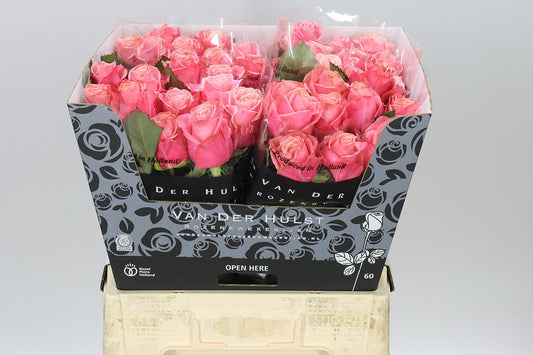 Rosa Gr Adele