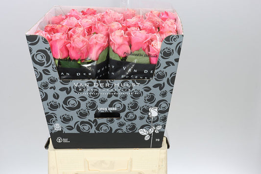 Rosa Gr Adele