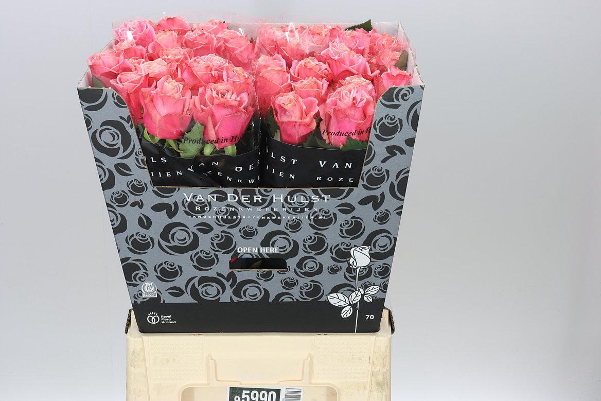 Rosa Gr Adele