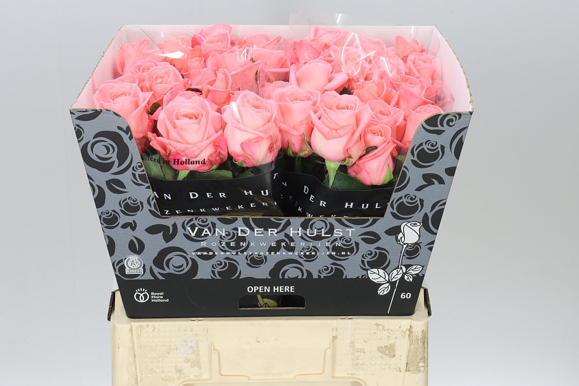 Rosa Gr Big Girl