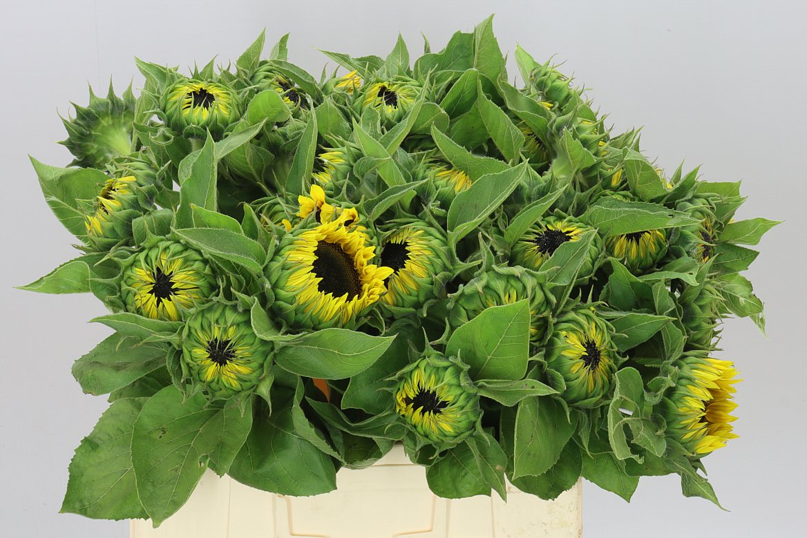 Helianthus A Sun Orange