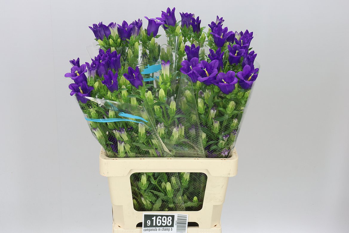 Campanula Blue