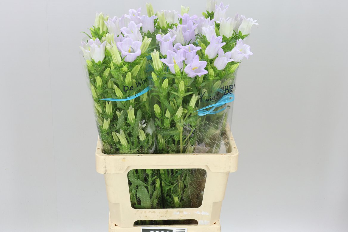 Campanula Lavender