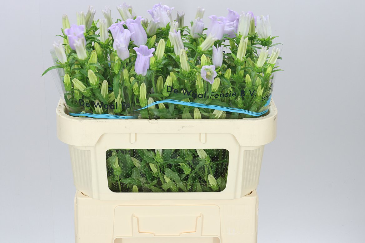 Campanula Lavender