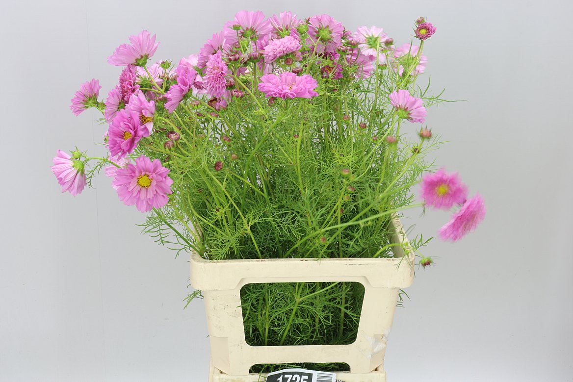 Cosmos Pink A2