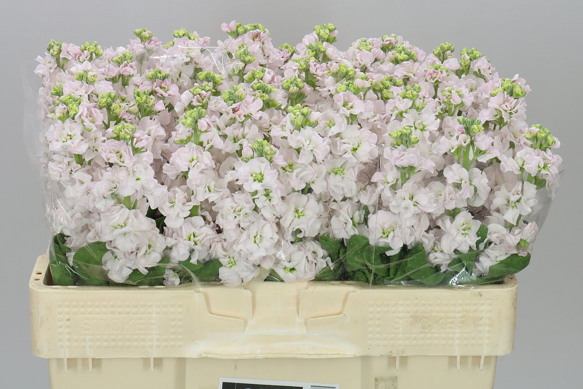 Matthiola Silver A2