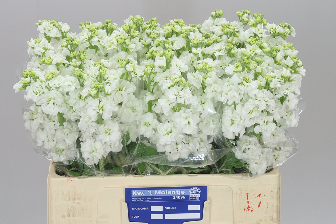 Matthiola White A2