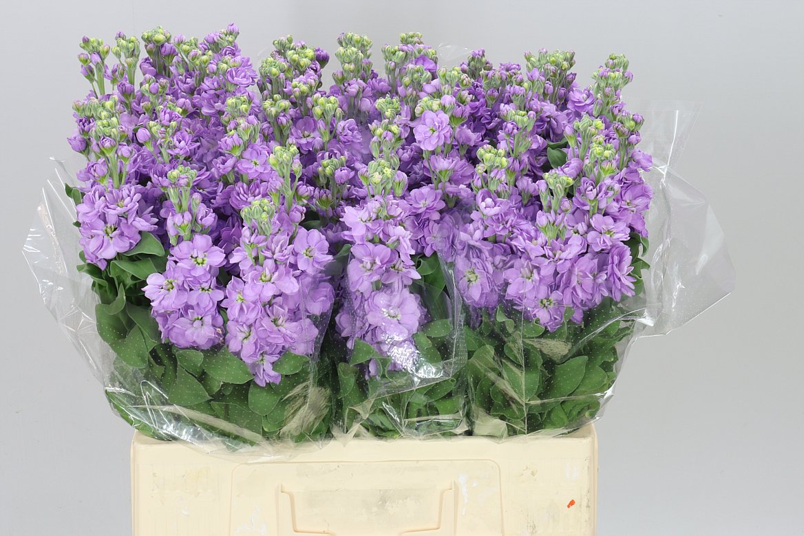 Matthiola Lavender A2