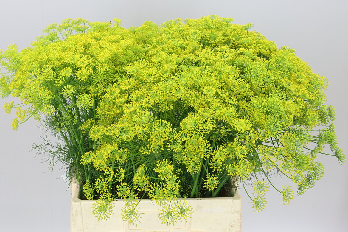 Anethum Graveolens