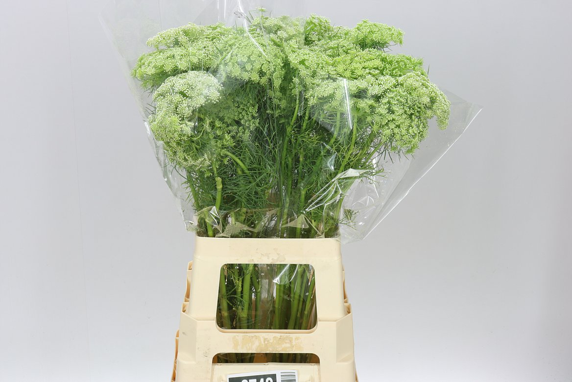 Ammi Visnaga