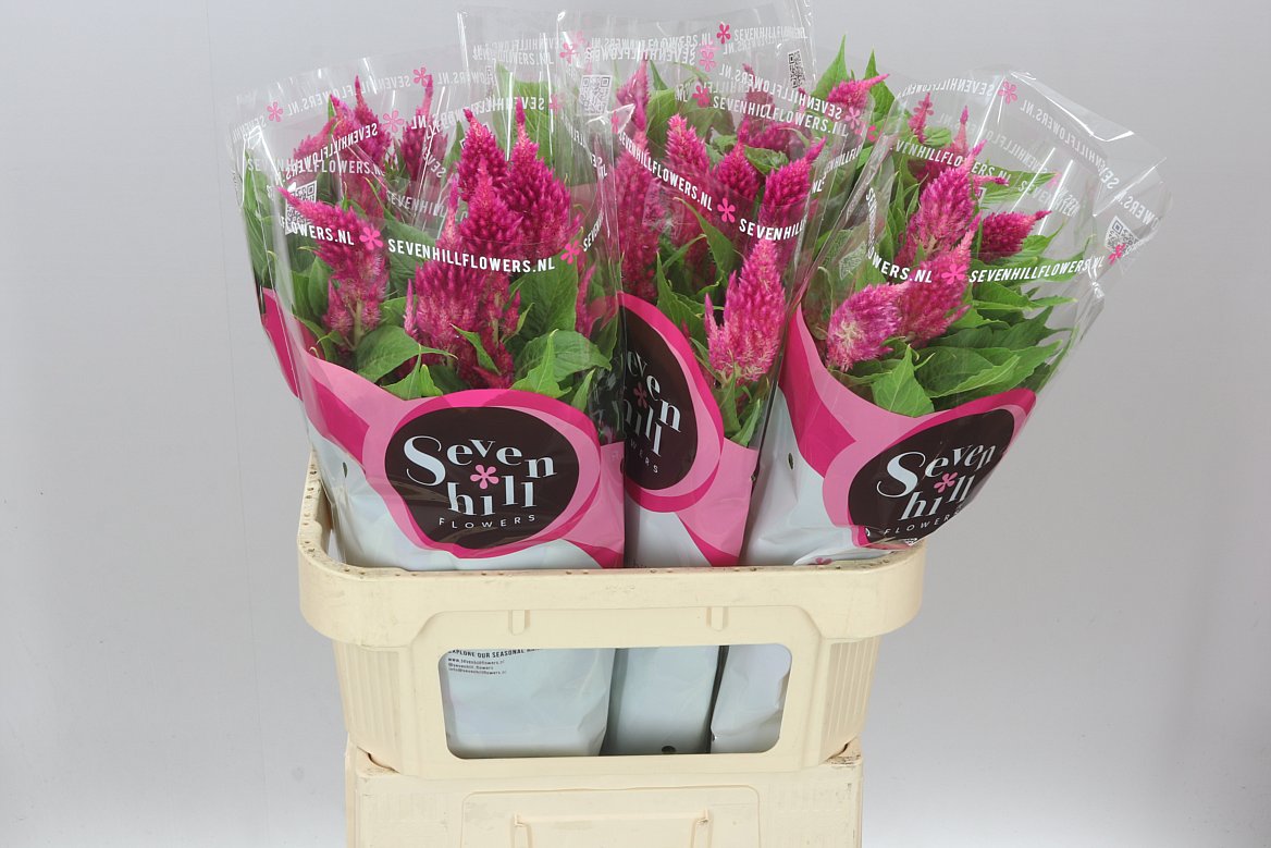 Celosia P Sunday Bright Pink